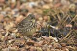 Rock Pipit Anthus petrosus