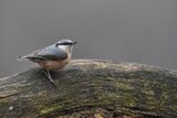 Nuthatch Sitta europaea
