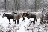 New Forest Ponies in a Snowstorm