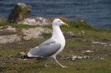 Herring Gull Larus argentatus