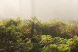 Misty Morning in Denny Wood