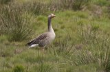 Greylag Goose Anser anser