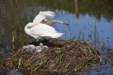 Mute Swan Cygnus olor with young