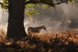 Pony in an Autumnal Mist