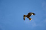 Red Kite Milvus milvus