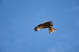 Red Kite Milvus milvus