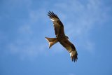 Red Kite Milvus milvus