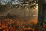 Autumn Light