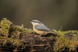 Nuthatch Sitta euro
