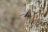 Nuthatch Sitta euro