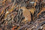 Rock Pipit Anthus petrosus