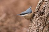 Nuthatch Sitta europaea