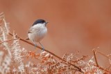 Marsh Tit Poecile palustris