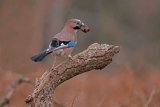 Jay Garrulus glandarius