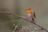 Robin Erithacus rubecula