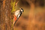 Great Spotted Woodpecker Dendrocopos major