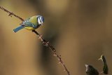 Blue Tit Cyanistes caeruleus