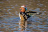 Mandarin Aix galericulata
