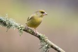Greenfinch Carduelis chloris