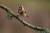 Goldfinch Carduelis carduelis