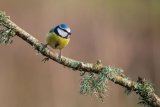 Blue Tit Cyanistes caeruleus