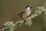 House Sparrow Passer domesticus