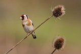 Goldfinch Carduelis carduelis