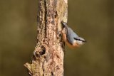 Nuthatch Sitta europaea