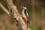 Great Spotted Woodpecker Dendrocopos major
