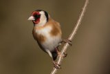 Goldfinch Carduelis carduelis