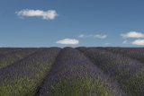 Rows of Lavender
