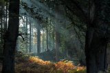 Sun Rays through the trees