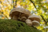 Porcelain Fungus Oudemansiella mucida