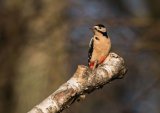 Great Spotted Woodpecker