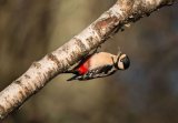 Great Spotted Woodpecker