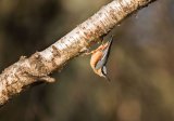 Nuthatch
