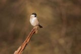 Marsh Tit