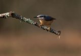 Nuthatch Sitta europaea