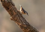 Nuthatch Sitta europaea