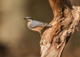 Nuthatch Sitta europaea