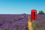 The Red Phone Box