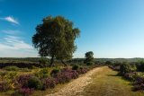 Mogshade Hill