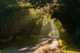 Sun Rays through the trees