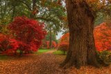Acer Plantation