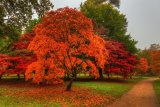 Acer Plantation