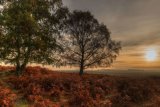 Shatterford Bottom
