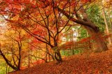 Acer's in Autumn