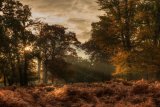 Painted Light