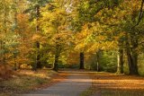 Pathway through beech woods
