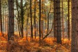 Pine Forest Late Autumn